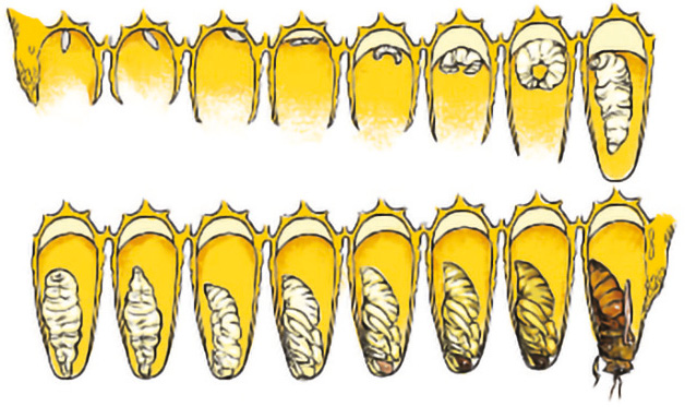 Anatomia pszczoły