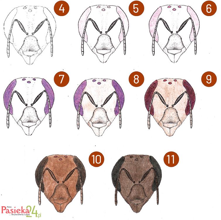 Anatomia pszczoły